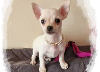 Chihuahua kremowo biały piesek Aramis