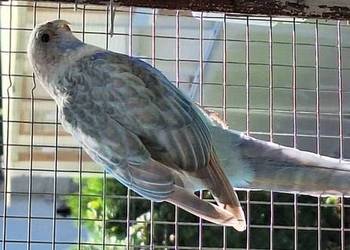 Rozella białolica pastel niebieski