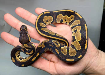 Pyton królewski - 3 miesięczna samica Black Head