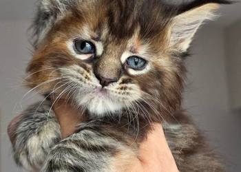 Kociaki maine coon okazja!