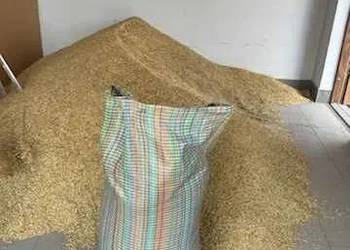 Sprzedam Pszenicę  100 zł za 100 kg.