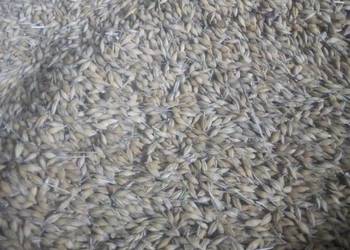 Jęczmień ozimy pszenica transport workowane