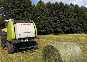 Sianokiszonka z lucerny 2025