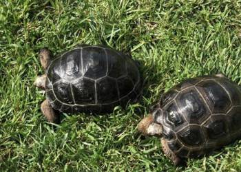 Aldabrachelys gigantea żółw olbrzymi | transport