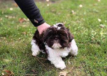 Shih Tzu