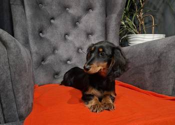 Jamnik długowłosy suczka