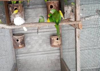 Barabandy, rozelle białolice