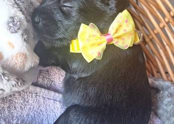 Cudny sznaucerek miniaturowy *szczeniaczki*