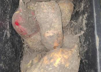 Sprzedam buraki pastewne.