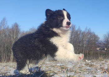 BORDER COLLIE - piękna suka z Hodowli - Szczenię z pełną dok.