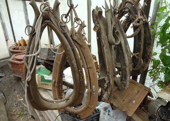 homonta konne - kilka sztuk