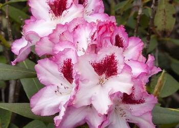 Różaneczniki - Rhododendron różne kolory