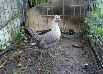 Kurki liliputki - kilka kur w różnych barwach