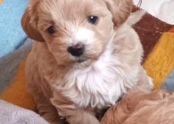 Sprzedam pieski rasy maltipoo z metryka, czip,zaszczepione