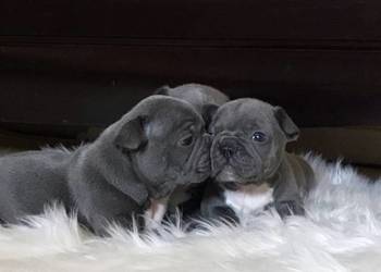 Buldog francuski niebieskie szczeniaki
