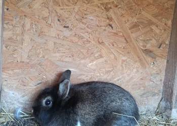 Króliki miniaturowe