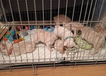 Wysokiej jakości, krępe szczenięta buldoga francuskiego