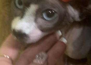 Sfinks Kanadyjski. Do odbioru koteczką. Rodowód.