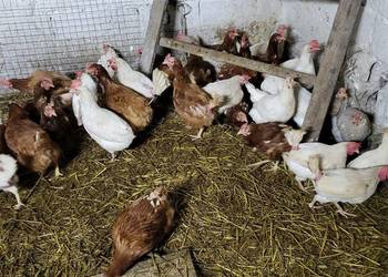 Kury zagrodowe koguty araukan