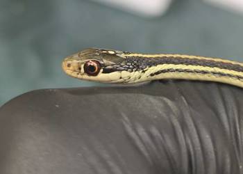 wąż Thamnophis spp. – młody osobnik, samiec