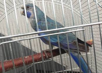 Papuga razella królewskia