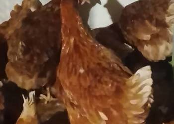 Kury nioski 30 tygodni