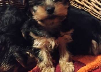 Pieski Szczeniaki Rasy York Shire Terrier Yorki