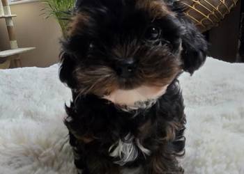 Shih tzu z pudlem toy shihpoo mini chłopczyk
