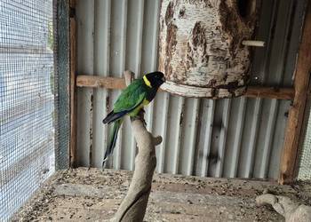 Papuga kargen żółto brzuchy