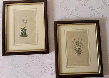 Antyczne Ryciny Botaniczne Miedzioryty 1797 & 1811 William Curtis Oryginał