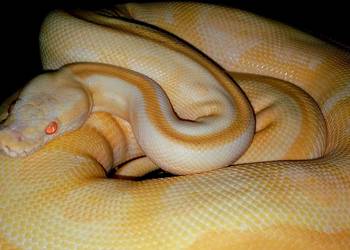 Python regius pyton królewski 2.5 letnia SAMICA Albino Enchi Mojave Leopard