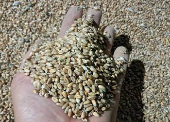 Pszenica ozima zbiór 2025 Pszenica ozima zbiór 2025