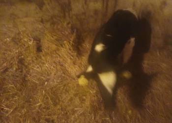 Sprzedam Byczka Mieszańca