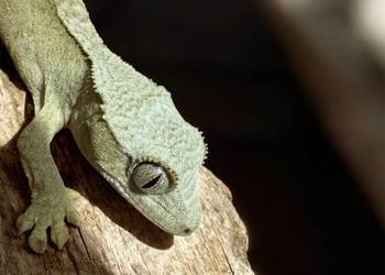 Młode gekony orzęsione