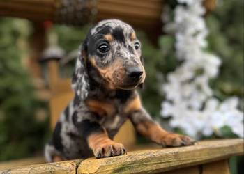 Cudowny! Piesek jamnik miniaturowy blue merle z rodowodem