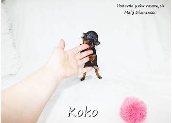 !! Ultra MINI !! Sunia KOKO Pinczer miniaturowy ( Ratlerek ) z Rodowodem