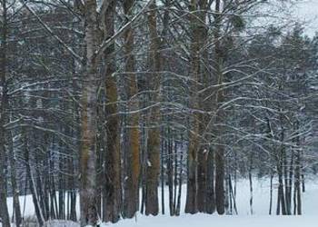 Sprzedam topole do ścięcia