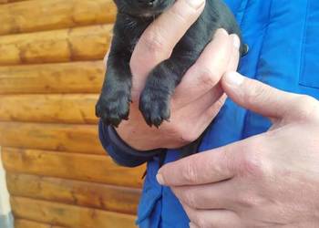 Śliczny piesek pinczer