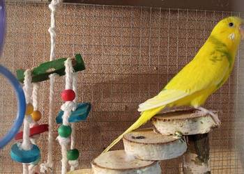 Sprzedam papugi faliste