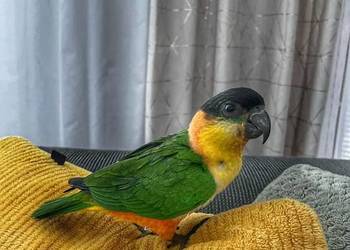 Barwinka ręcznie karmiona