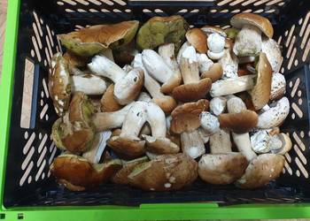 Grzyby, Borowiki 25zł/kg