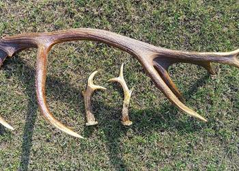 Rogi jelenia, poroże jelenia, zrzuty, porostki. Zarezerwowane