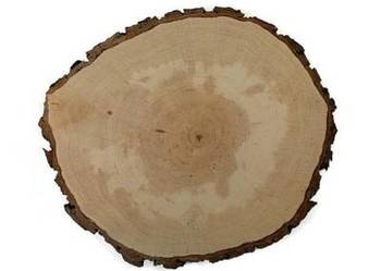 Plastry, plaster drewna szlifowany olcha 16 - 18cm