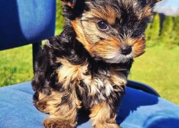 Śliczny piesek yorkshire terrier