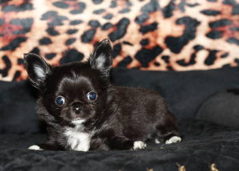 Chihuahua długowłosy chłopiec ZKwP FCI z prawdziwym rodowodem!