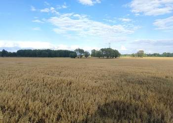 Sprzedam owies Poker