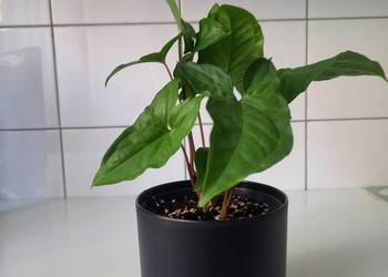 Syngonium podophyllum zroślicha