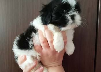 Sprzedam młode pieski rasy shih-tzu