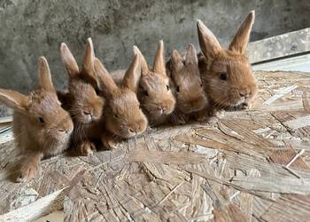 Nowozelandzki Czerwony