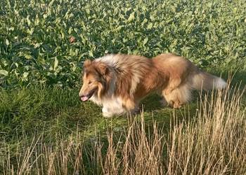 Owczarek szkocki collie piesek